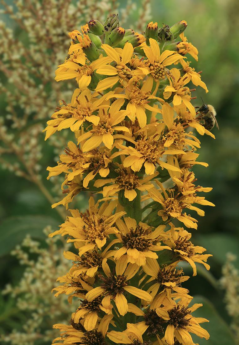 Изображение особи Ligularia fischeri.