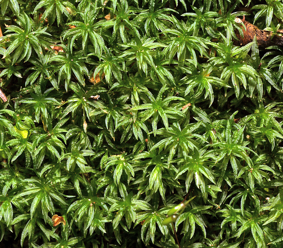 Image of genus Atrichum specimen.