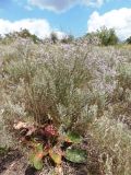 Limonium bungei. Цветущее растение. Украина, г. Запорожье, балка Березноватая, восточный склон, степной участок. 23.07.2016.