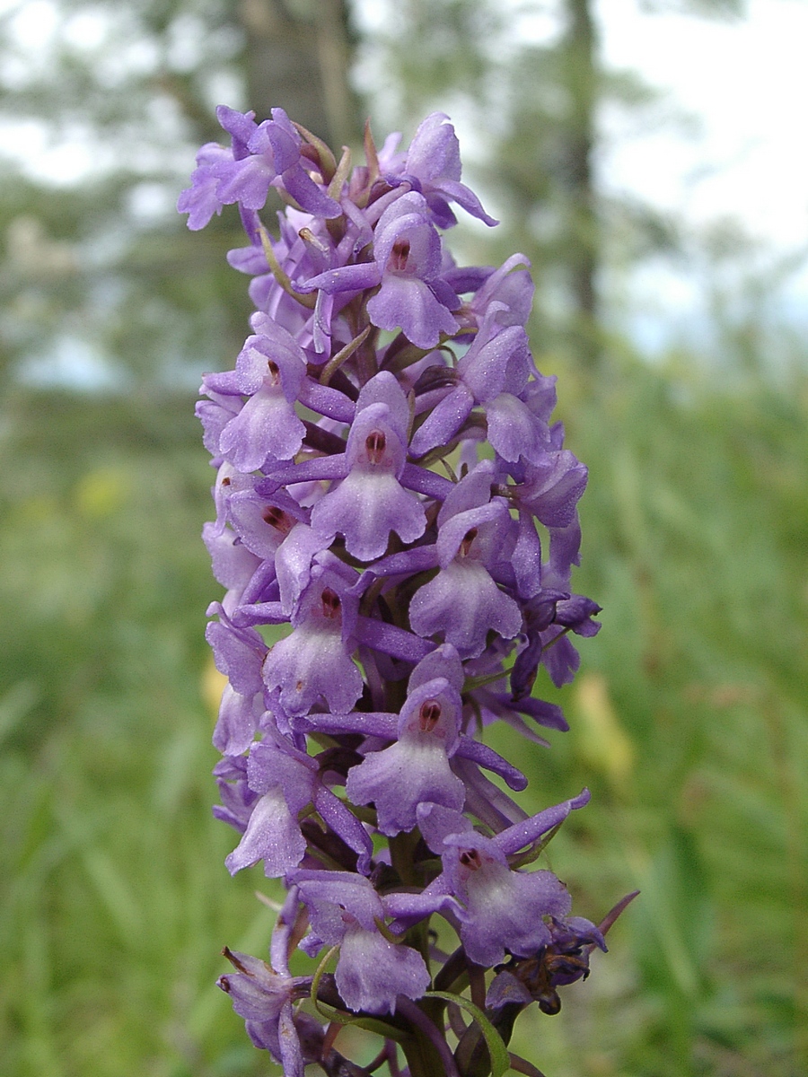 Изображение особи Gymnadenia conopsea.