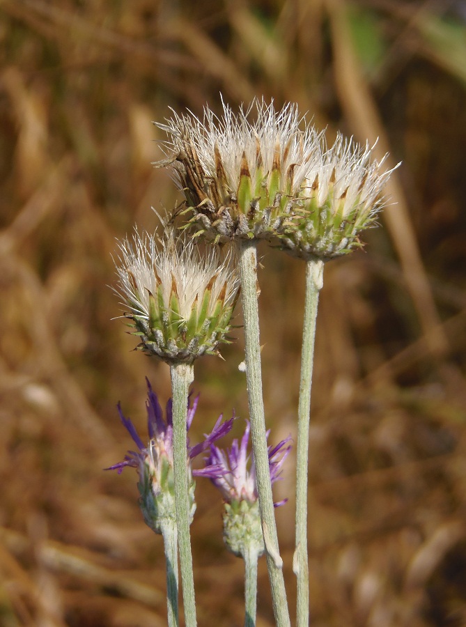 Image of genus Jurinea specimen.