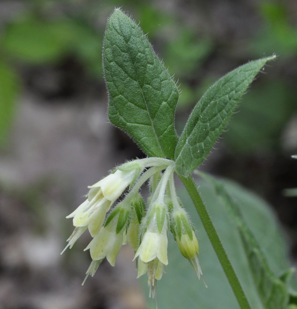 Изображение особи Symphytum bulbosum.