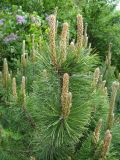 Pinus sylvestris. Ветвь с развивающими молодыми побегами. Пенза, Ботанический сад ПГУ, в культуре. 11 мая 2016 г.