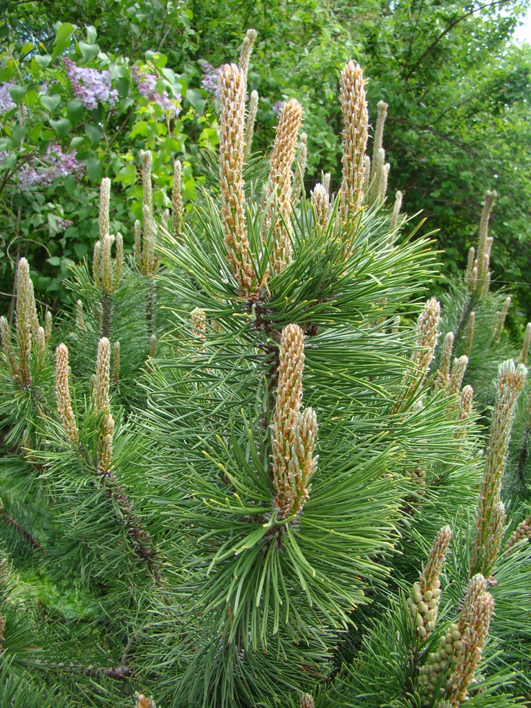 Изображение особи Pinus sylvestris.