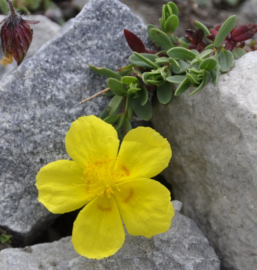 Image of Helianthemum nitidum specimen.