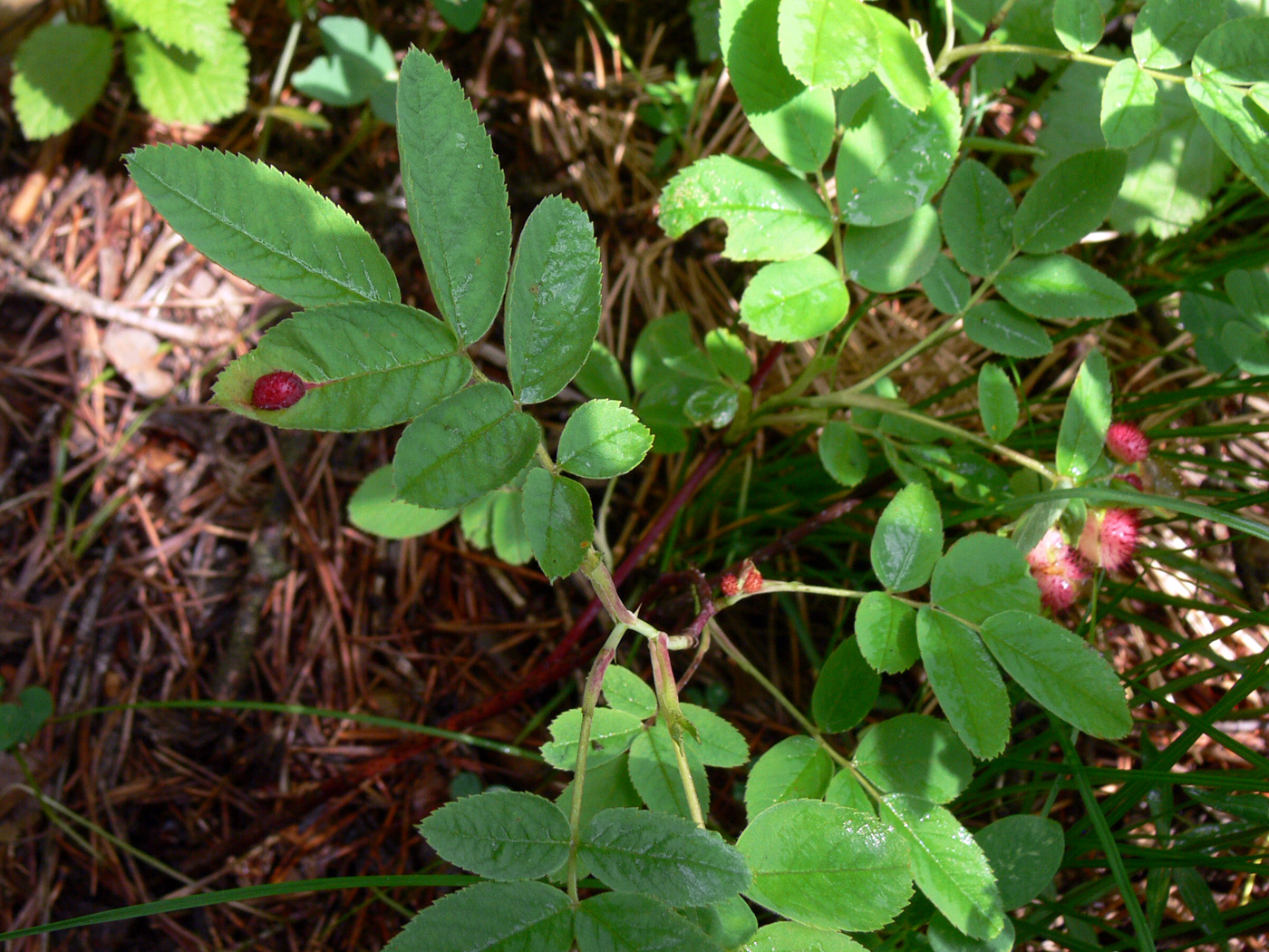 Image of Rosa cinnamomea specimen.