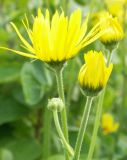 Doronicum macrophyllum. Соцветия и бутоны. Санкт-Петербург, парк Ботанического института, коллекцмонный участок. 09.06.2009.