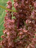 Rumex pseudonatronatus. Часть соплодия. Амурская обл., Бурейский р-н, окр. с. Виноградовка, долина р. Асташиха, разнотравный луг. 25.07.2016.