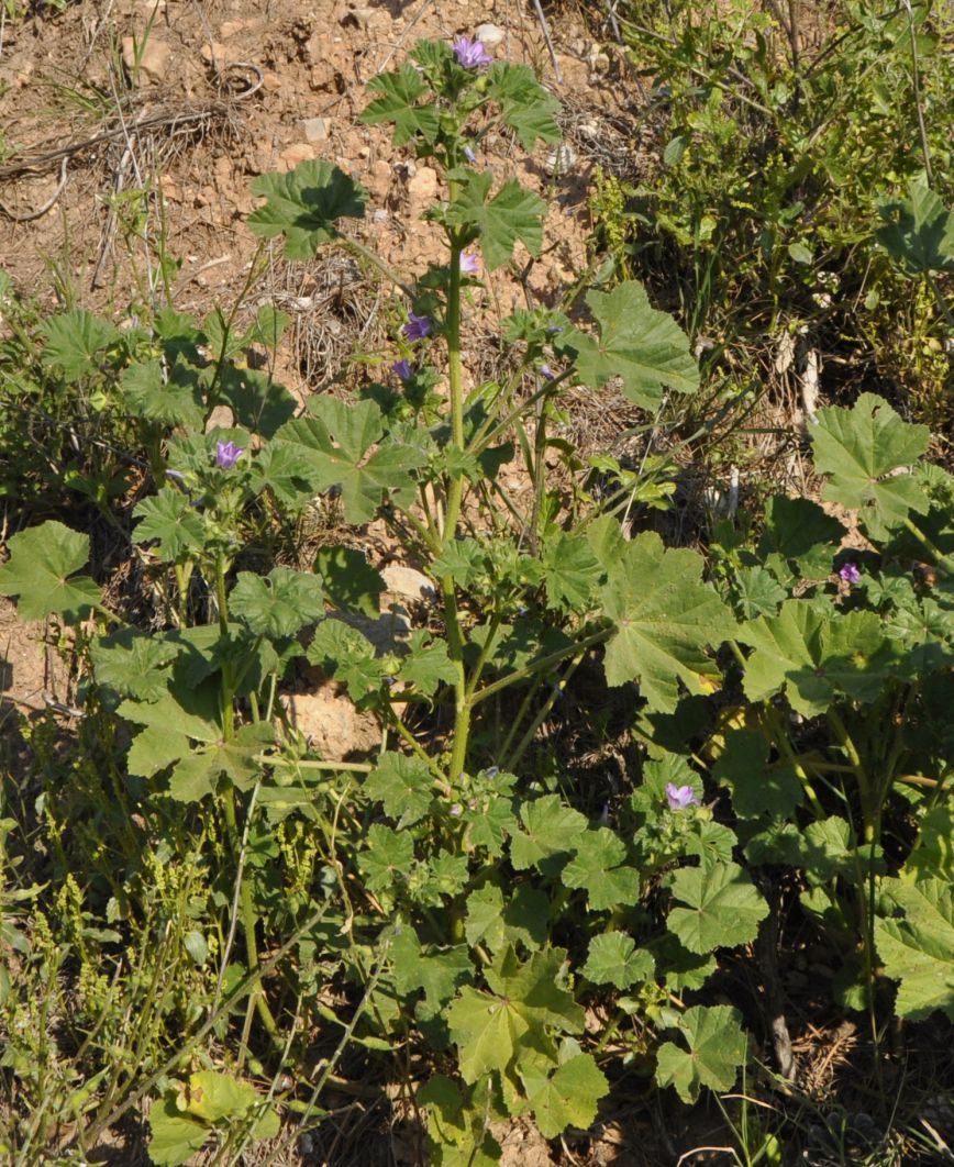 Изображение особи Malva nicaeensis.