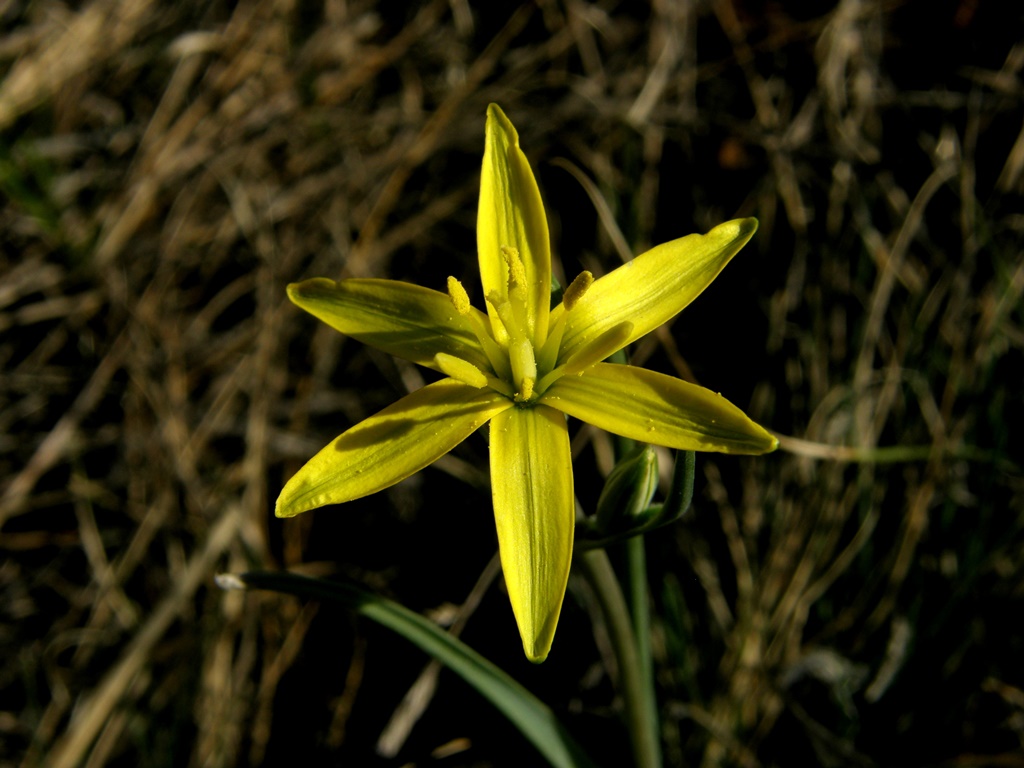 Image of Gagea pauciflora specimen.
