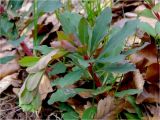 Euphorbia amygdaloides
