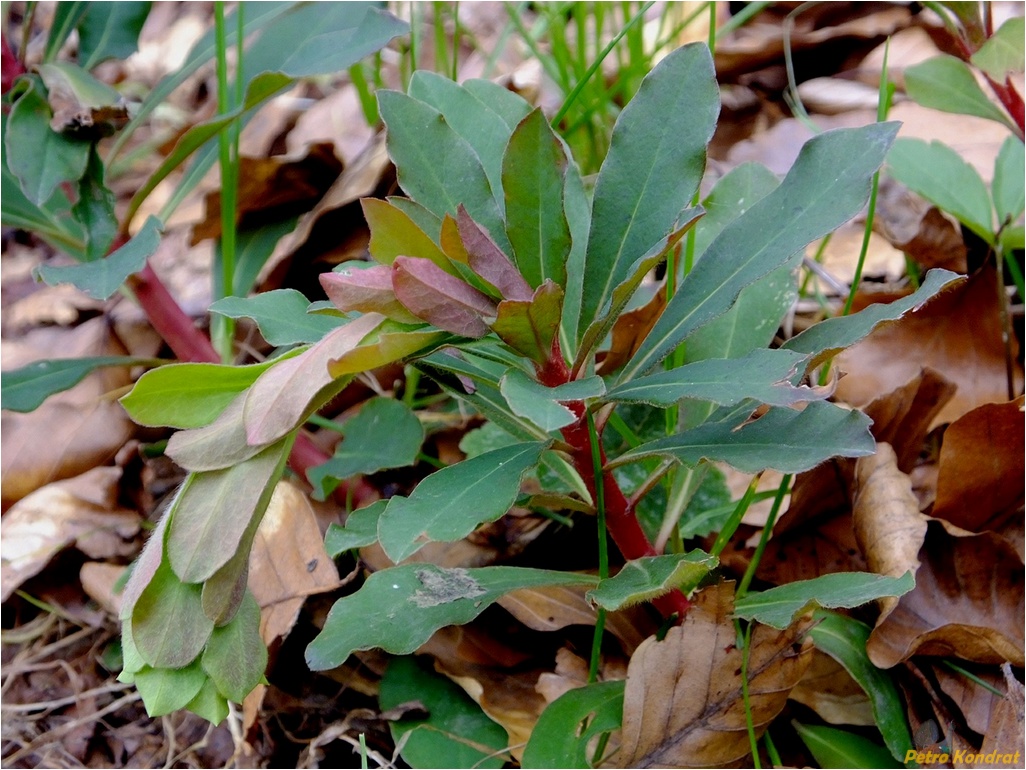 Изображение особи Euphorbia amygdaloides.