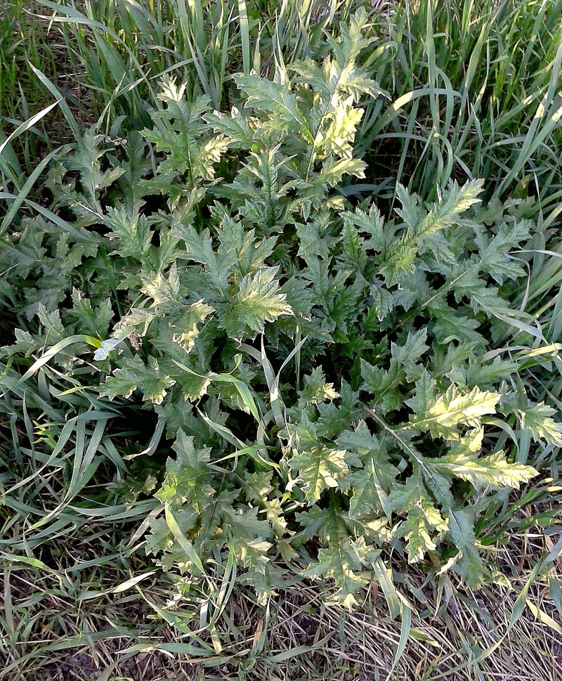 Изображение особи Echinops sphaerocephalus.