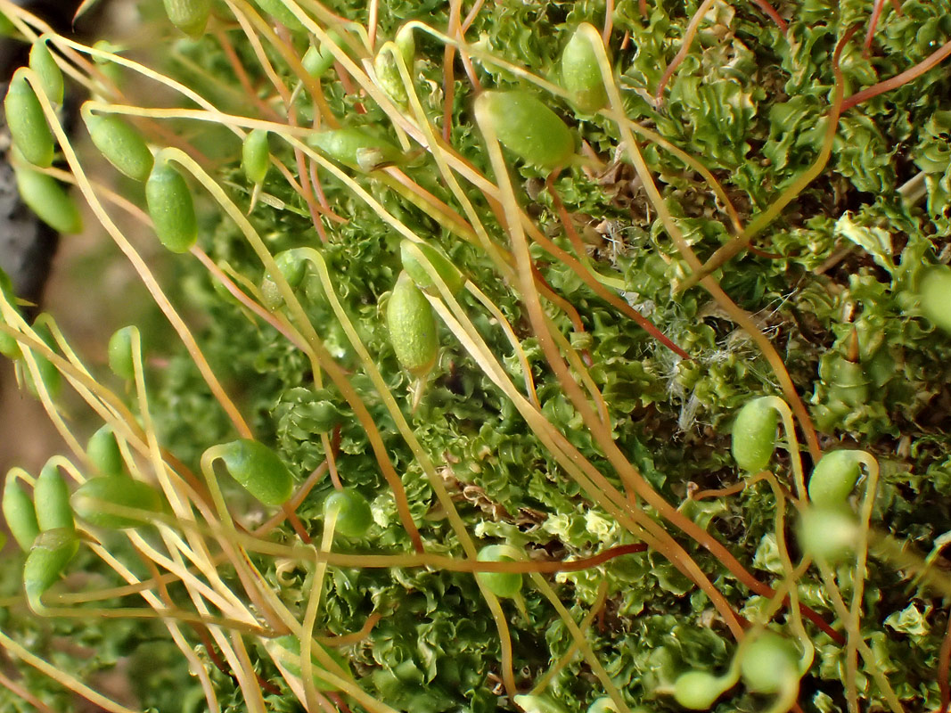 Image of Plagiomnium cuspidatum specimen.