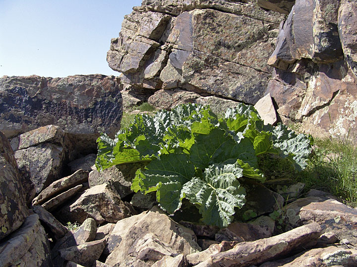 Image of Rheum cordatum specimen.