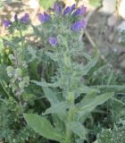 Echium plantagineum