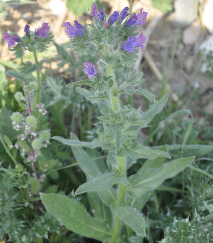 Image of Echium plantagineum specimen.