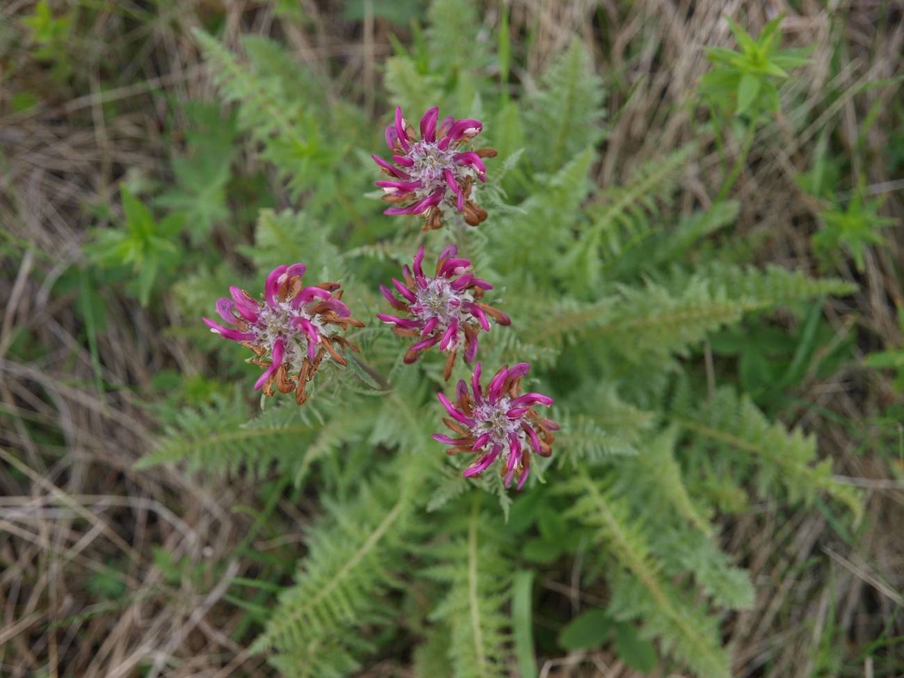 Image of Pedicularis dasystachys specimen.
