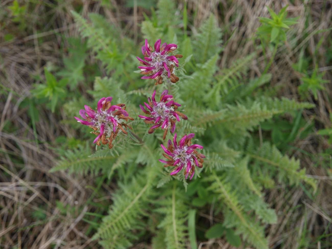 Изображение особи Pedicularis dasystachys.