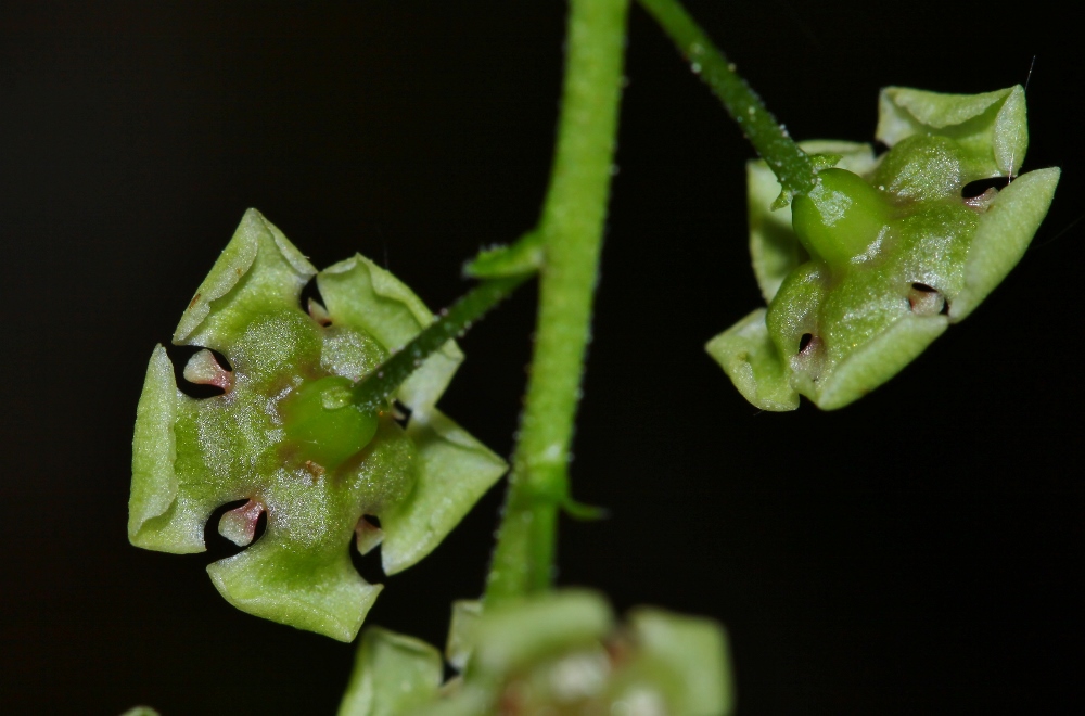 Image of Ribes triste specimen.