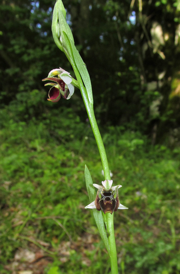 Image of Ophrys oestrifera specimen.