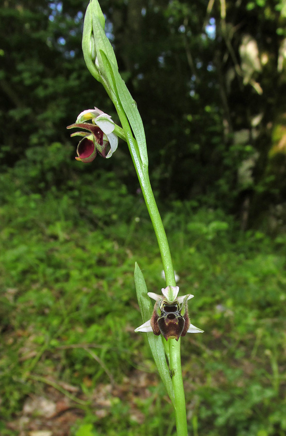 Изображение особи Ophrys oestrifera.