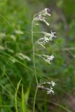 Silene nutans