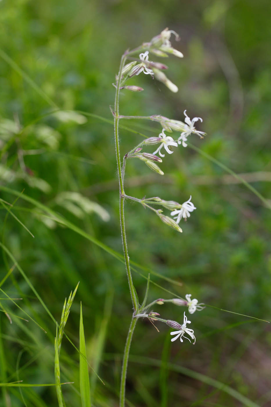 Image of Silene nutans specimen.