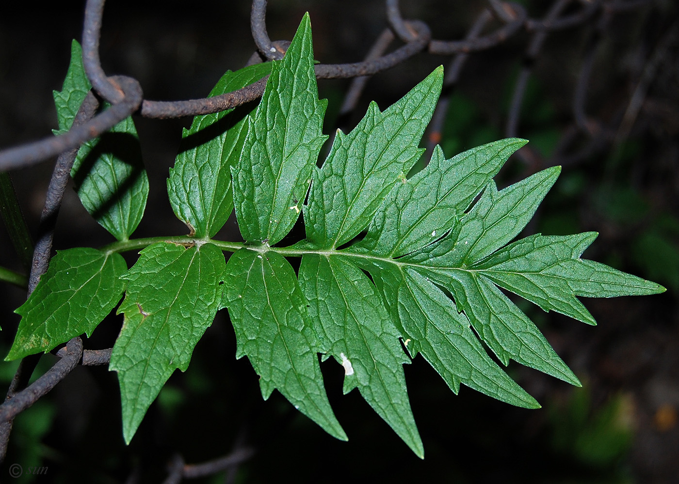 Image of Valeriana officinalis specimen.