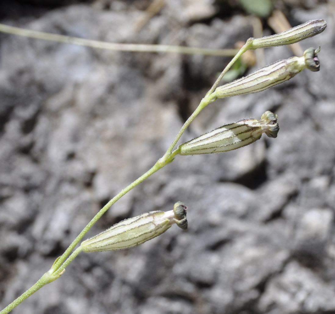 Image of Silene ciliata ssp. graefferi specimen.