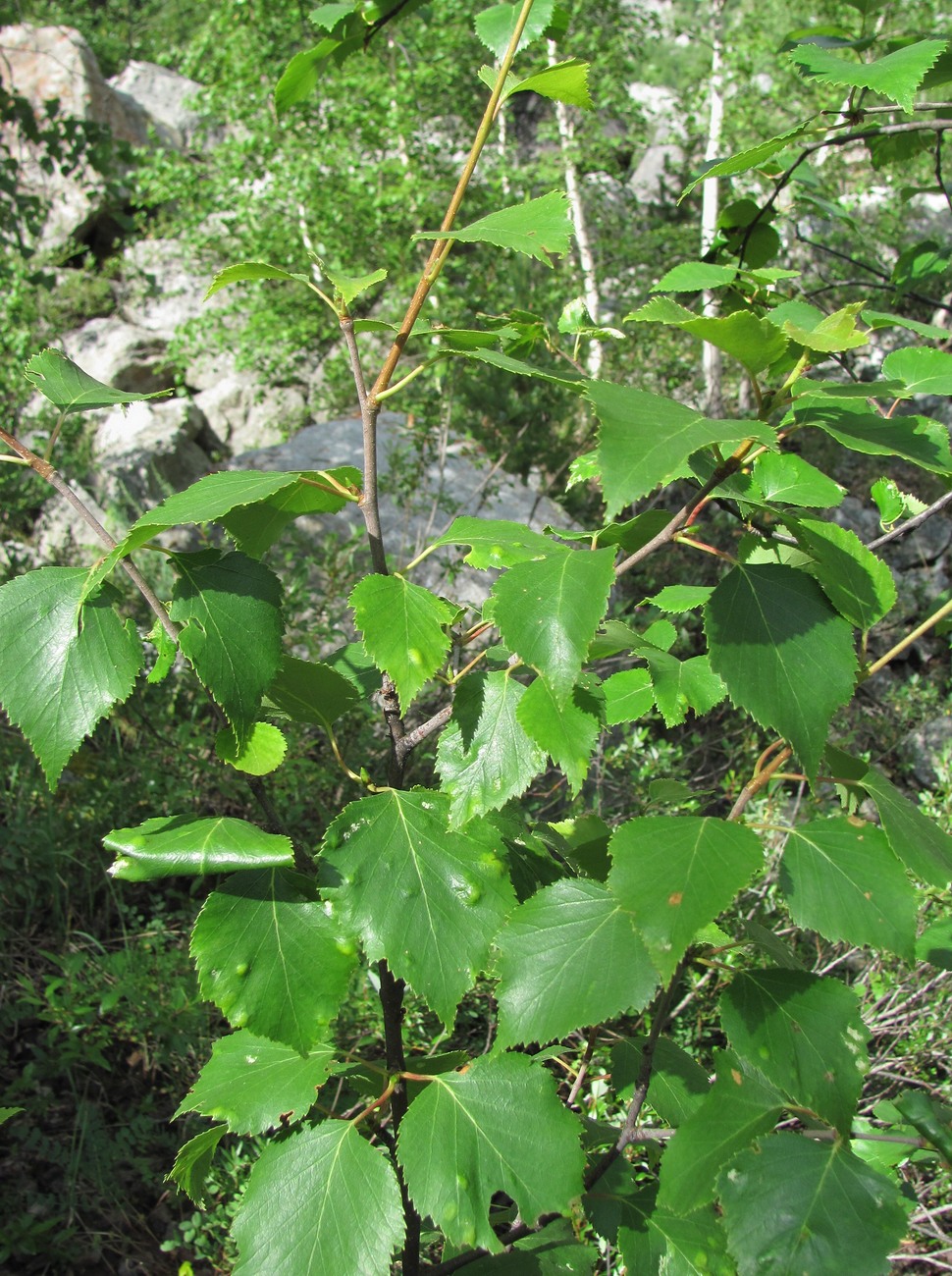 Image of Betula litwinowii specimen.