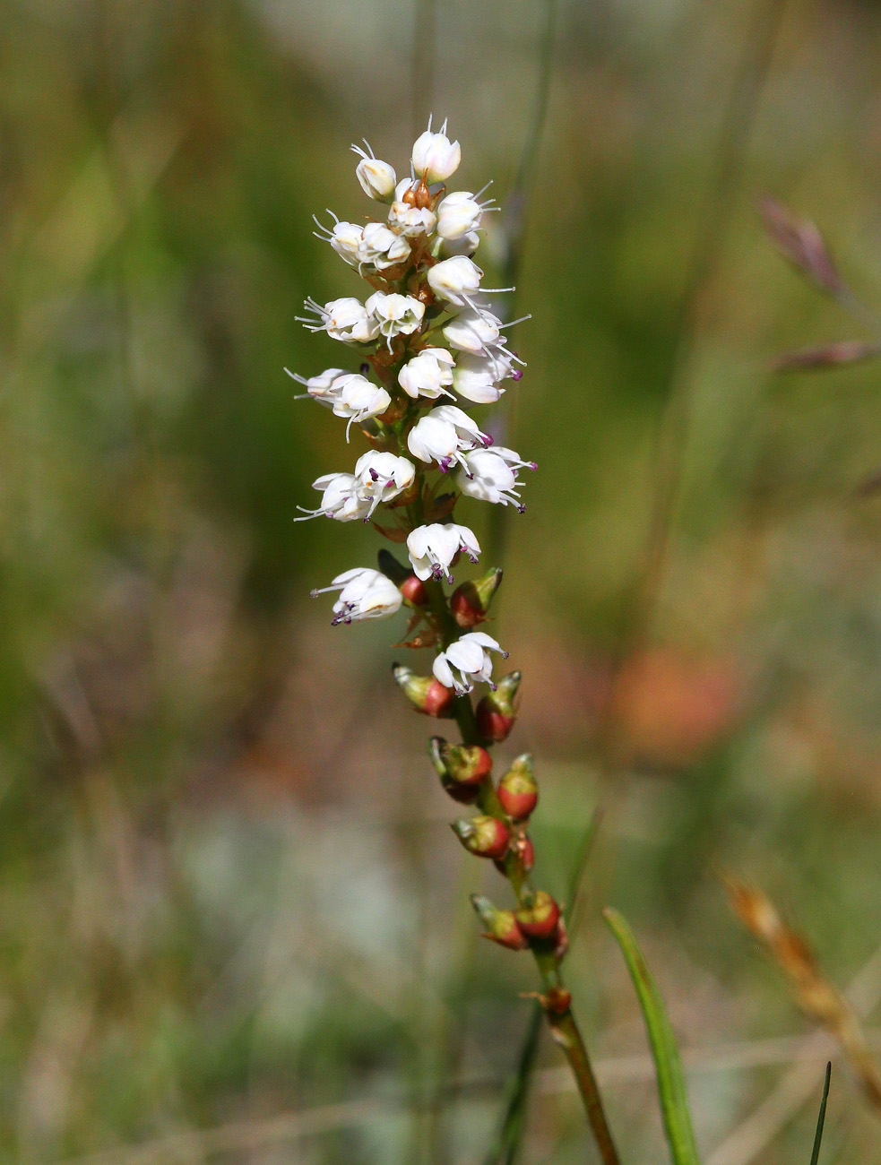 Image of Bistorta vivipara specimen.
