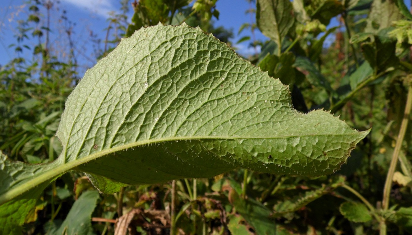 Image of Cicerbita macrophylla specimen.