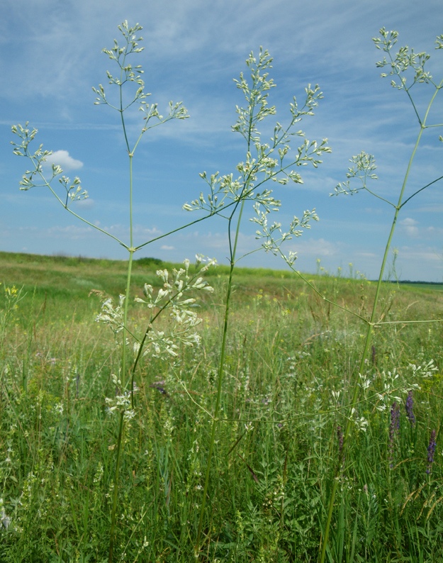 Image of Silene wolgensis specimen.