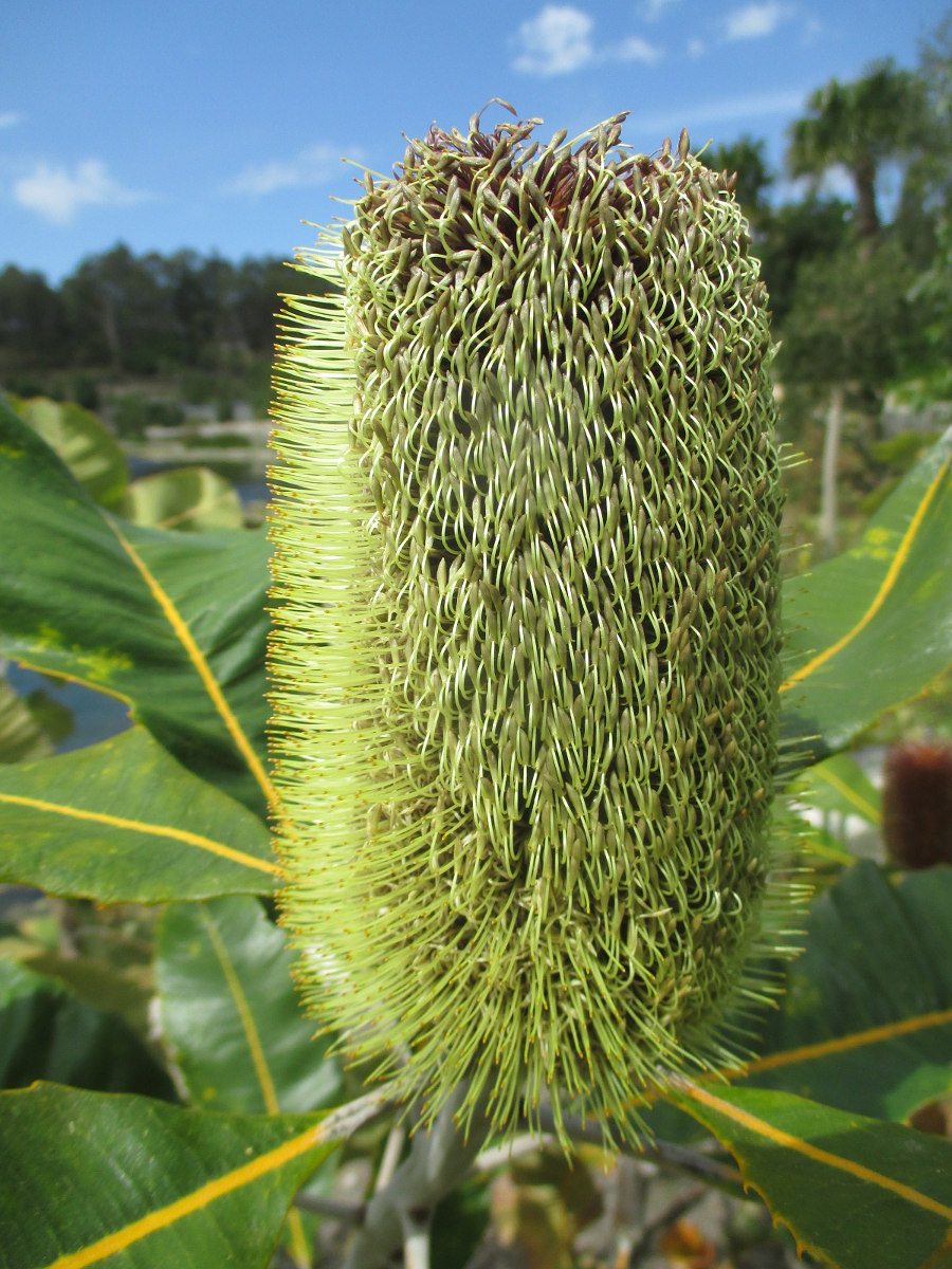 Image of Banksia robur specimen.