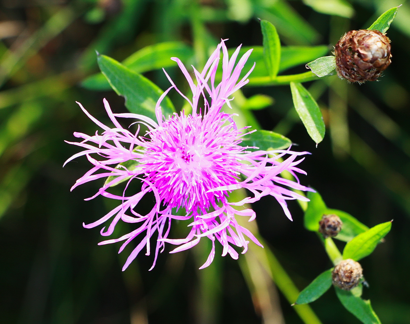 Изображение особи Centaurea jacea.