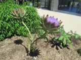 Cynara scolymus