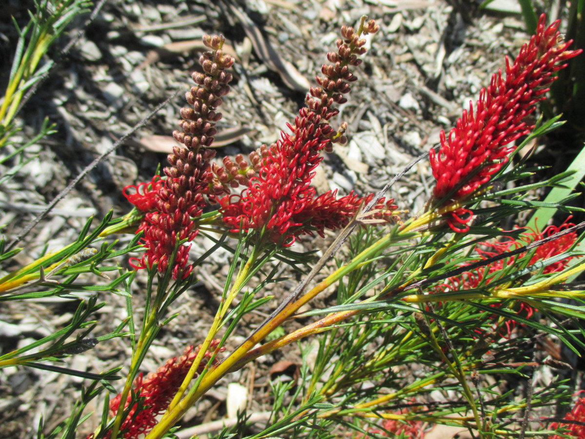 Image of Grevillea fastigiata specimen.