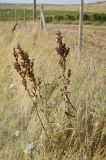 Rumex subspecies orientalis