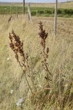 Rumex подвид orientalis