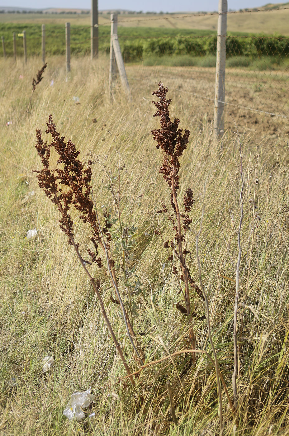 Image of Rumex patientia ssp. orientalis specimen.