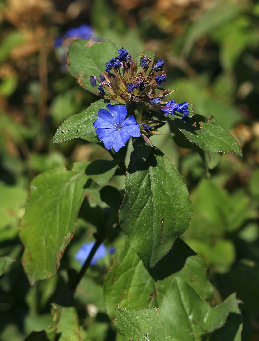 Изображение особи Ceratostigma willmottianum.
