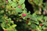 Cotoneaster multiflorus