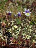 Pinguicula spathulata. Цветущие растения. Магаданская обл., окр. г. Магадан, п-ов Старицкого, мохово-лишайниковая кустарничковая тундра. 12.06.2013.