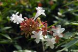 Abelia × grandiflora