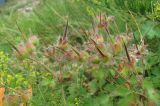 Geranium platypetalum. Верхушка плодоносящего растения. Кабардино-Балкария, Эльбрусский р-н, окр. пос. Эльбрус, ок. 1900 м н.у.м., склон горы. 29.07.2017.