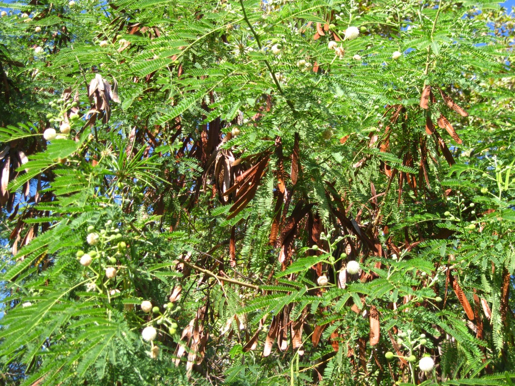 Image of Leucaena leucocephala specimen.