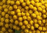 Achillea filipendulina