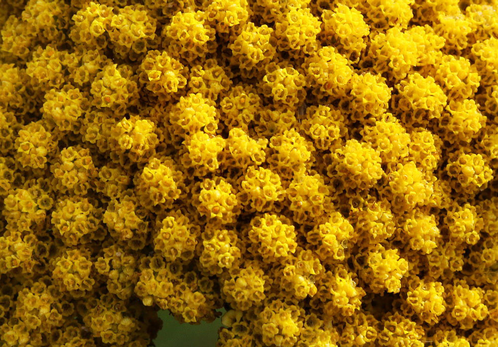 Изображение особи Achillea filipendulina.