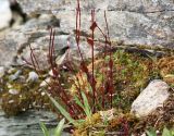 Epilobium hornemannii